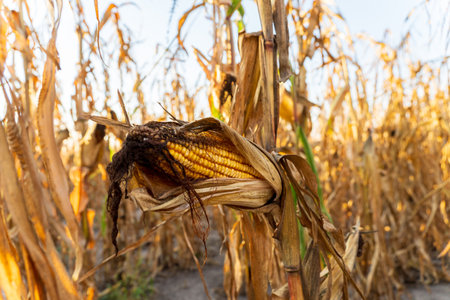 A single cob of ripe corn is revealed among the drying stalks in a golden field during the early evening. The warm sunlight enhances the rich color of the corn.の写真素材