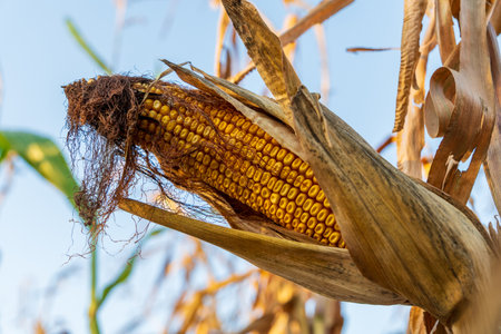 A partially exposed corn cob reveals its golden kernels, surrounded by dry husks in a sunlit cornfield, signaling the approach of harvest season in late summer.の写真素材