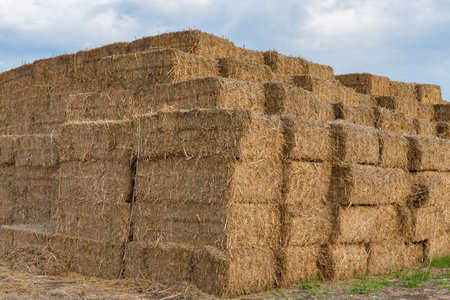 Neatly stacked hay bales create a substantial structure in a rural landscape, showcasing agricultural life under a partly cloudy sky in the late afternoon.の写真素材