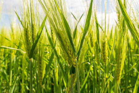 Green barley stalks are blowing gently in the wind in a field. The sun shines on the field, making the stalks shimmer.の写真素材