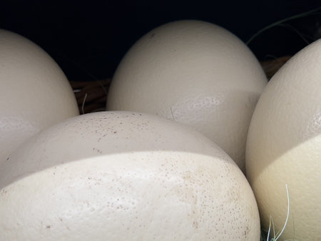 Four large, white ostrich eggs sit close together, each one slightly touching the other. They are nestled in a bed of straw or hay, with the texture of the hay visible at the bottom of the image.の写真素材