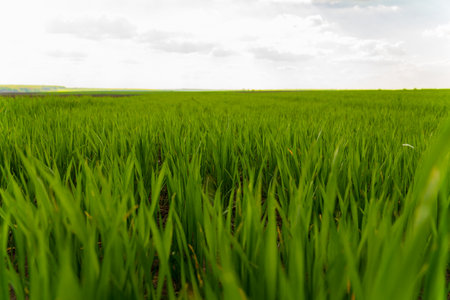 Close-up of wheat plants in a rural field. View of an agricultural wheat field. Agricultural landscape. Agro industry.の写真素材