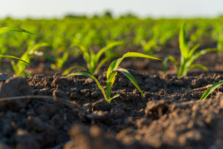 Small sprouts of corn grow in the field. Close up of a small corn plant. Agro industry.の写真素材