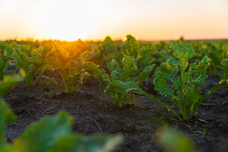 Sugar beet sprouts grow in the field. Close-up of a sugar beet sprout. Agro industry.の写真素材