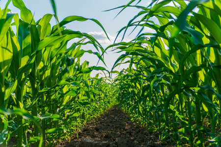 Corn field. Beautiful green leaves of corn. Corn leaves with blurred background.の写真素材