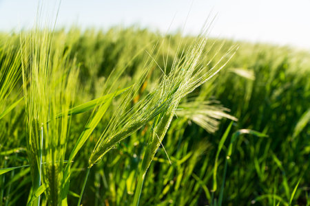 Young green rye. Ears of rye close-up. Grain cultivation.の写真素材