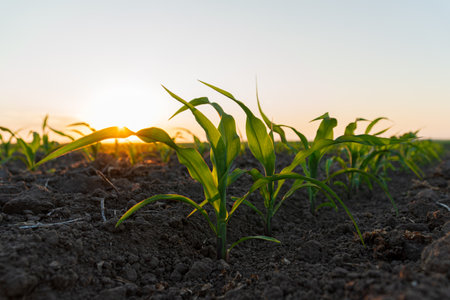 Corn sprouts grow in the field. Small corn plants close-up. Agricultural field at sunset.の写真素材