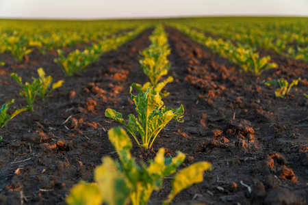 A small sugar beet grows in the field. Sugar beet grows at sunset. Sugar beet crops.