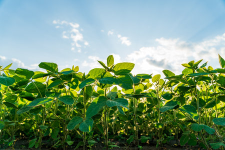 Lush young soybean plants thrive in a fertile field, bathed in sunlight against a backdrop of expansive blue sky and fluffy clouds, highlighting a perfect growing season.の写真素材
