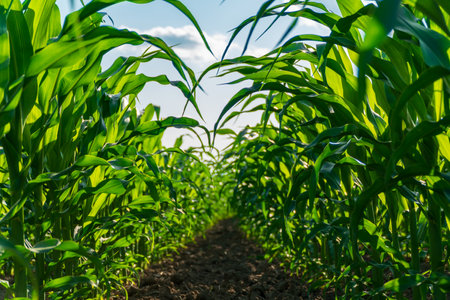 Tall green corn plants stretch towards the sky, creating a lush pathway through the field. The sun illuminates the vibrant leaves as they grow vigorously.の写真素材