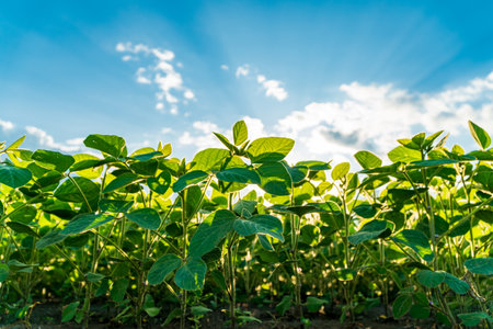 A vibrant young soybean field flourishes under a bright blue sky, with sunlight illuminating the lush green leaves, symbolizing healthy agriculture and growth.の写真素材