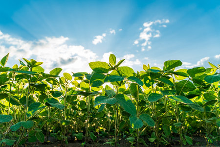 The young soybean plants flourish in a lush green field, reaching towards a bright blue sky filled with soft clouds and sunbeams. This scene captures the essence of agricultural growth.の写真素材