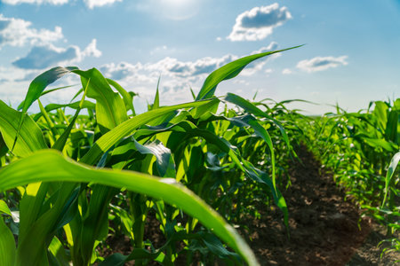 Corn plants thrive in a lush green field, stretching towards a clear blue sky filled with clouds. The sunlight enhances the vibrant foliage, indicating a healthy crop.の写真素材