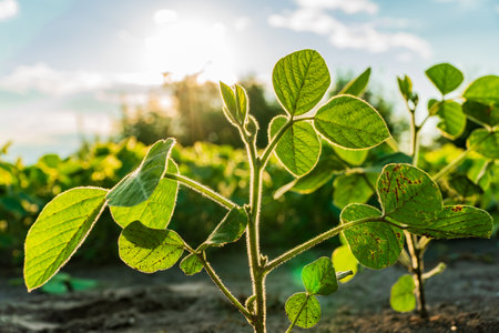 Young soybean plants are basking in warm sunlight at a rural farm, showcasing vibrant green leaves and strong stems, indicative of a healthy crop in summer.の写真素材