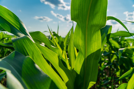 The bright green leaves of corn maize stretch upwards in a lush cornfield, basking in the sun. The scene highlights healthy crops thriving under beautiful skies.の写真素材