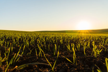 Winter wheat sprouts emerge from the rich soil, kissed by the golden hues of dawn. Nature awakens as...
