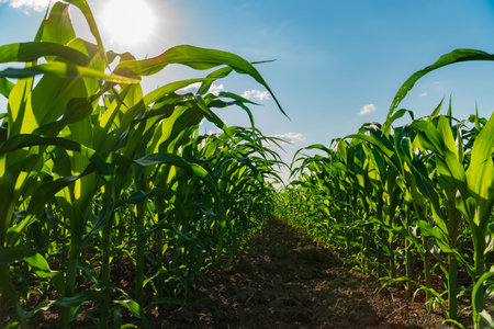 Tall corn stalks grow robustly in a vibrant field under the bright sun. The lush green leaves stretch toward the azure sky, showcasing the beauty of agricultural growth during a serene afternoon.の写真素材