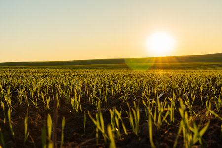 Bright green winter wheat sprouts emerge from rich soil in a sprawling rural field as the sun rises, signaling the start of a new growth cycle in the agricultural landscape.の写真素材