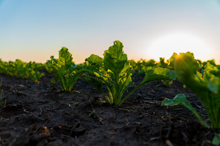 Bright green sugar beet seedlings emerge from dark, nutrient-rich soil as the sun rises over the horizon, illuminating the fertile farmland and signaling a promising harvest ahead.の写真素材