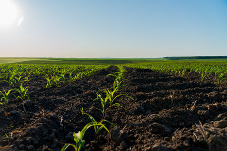 Young corn plants emerge from the fertile soil in a vast agricultural field under a bright sun, showcasing nature's growth.の写真素材
