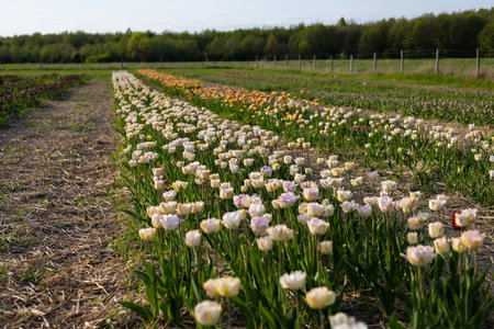 Vibrant rows of blooming tulips showcase a variety of colors in a tranquil field, reflecting the beauty of spring in Holland's countryside.の写真素材