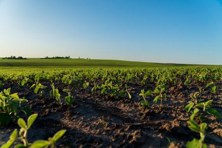 Young soybean plants thrive in rows across a vast agricultural field, basking under the bright sun in summer.の写真素材
