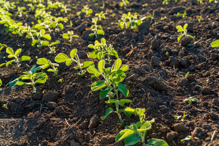 Newly sprouted plants emerge from rich soil, illuminated by the warm light of the early morning sun,...