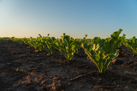 Lettuce plants thrive in rich soil under a clear sky as the sun sets, highlighting their vibrant...