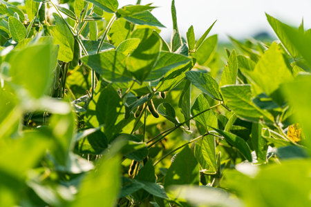 Soybean field. Immature soybean plants. Green soybean pods.の写真素材