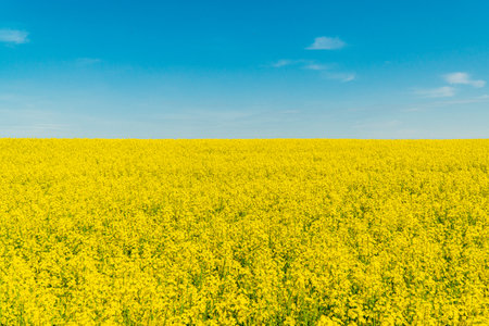 Oilseed rape, rapeseed field flowering. Flowering canola or rapeseed field. Field landscape industry of agriculture.の写真素材