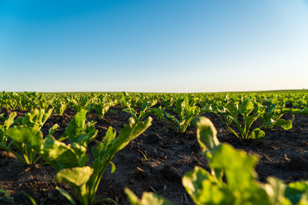 Small sugar beet plants grow in a field. Crops of sugar beet plants. Sugar beet seedlings. Agricultural field with plants.の写真素材