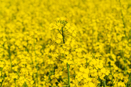 Rapeseed plant close-up. Cultivation of rapeseed. Rapeseed on the field.