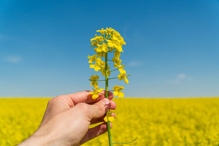 A farmer is holding a rapeseed stalk in the field. Rapeseed field. Farmer in the agricultural field.