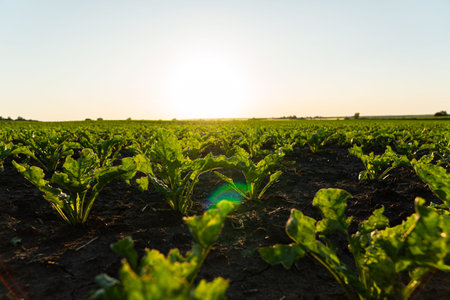 Small sugar beet sprouts close-up.