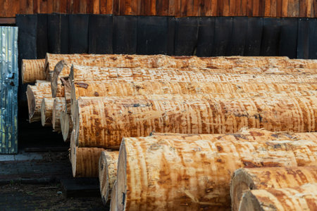 Sawing wooden logs on a sawmill. Production of wooden materials. Wood processing.