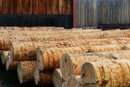 Sawmill. Log trunks pile. Industry sawing boards from logs.