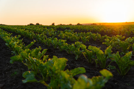 Agricultural sugar beet plantation on field with sunset.の写真素材