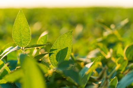 Beautiful soybean plant. Soy leaves. Soy in the field.の写真素材
