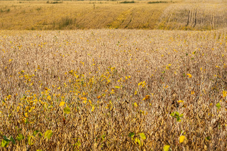 Harvest of soybeans. Soya grows in the field. Cultivation of soybean.の写真素材