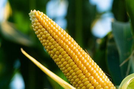 Close-up corn cob in corn plantation field. A beautiful image of a large yellow cob of corn.の写真素材