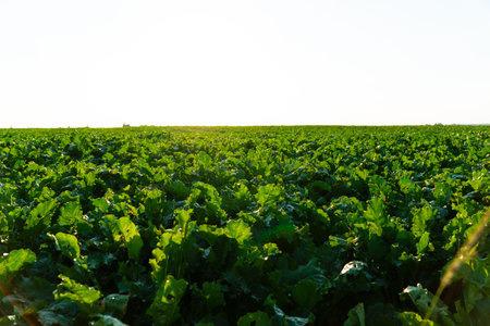 Green field sugar beet of under the sunlight. Agricultural sugar beet plantation