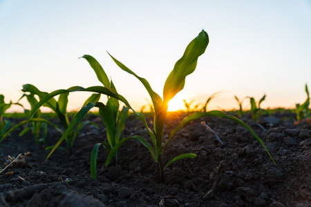 Corn seedling in the agricultural garden with the sunset. Young green corn grows on a field in black soil.の写真素材