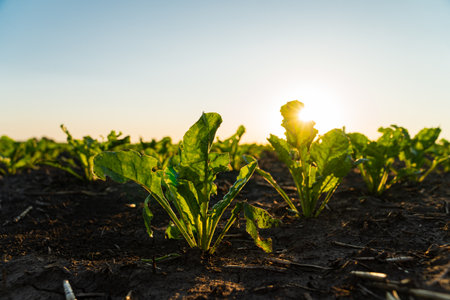 Young sugar beet plants close up. Seeding sugar beet in field of organic farm on sunny background. Beautiful growing plant sugar beet background. Selective Focus with Shallow Depth of Field.の写真素材
