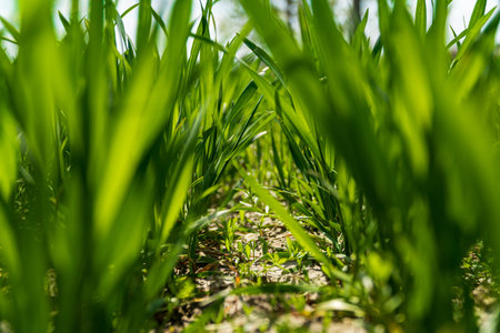 Close up on sprouting wheat on a agriculture field. Agriculture and agronomy theme. Bottom view....