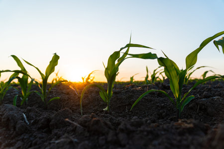 Young green corn grows on a field in black soil. Green corn field in the sunset. Fresh maize growing...