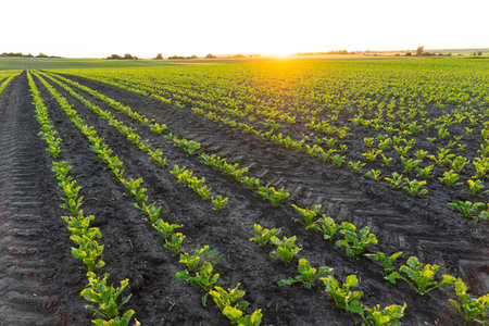 Rows of sugar beet seedlings field. Young Sugar Beet Plants. Sugar beet field with sunset sun....
