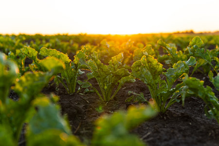 Close up green young sugar beet plants. Sugar beet field with sunset sun. Growing sugar beet. Agrarian business. Agricultural scene. Soft focus.の写真素材