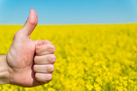 Closeup of male hand showing thumbs up sign on the background of yellow rapeseed.