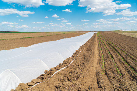 Growing vegetables in a greenhouse.の写真素材