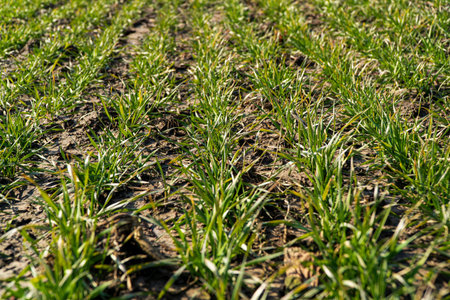 Sprouts of young barley or wheat. Young wheat growing in the field neat rows.